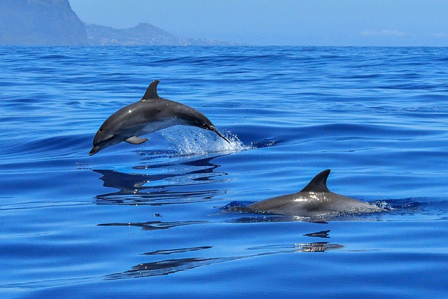 dolphin, ocean, nature