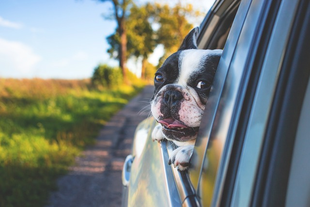 dog, car wallpapers, pet