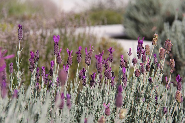 lavender, farm, beautiful