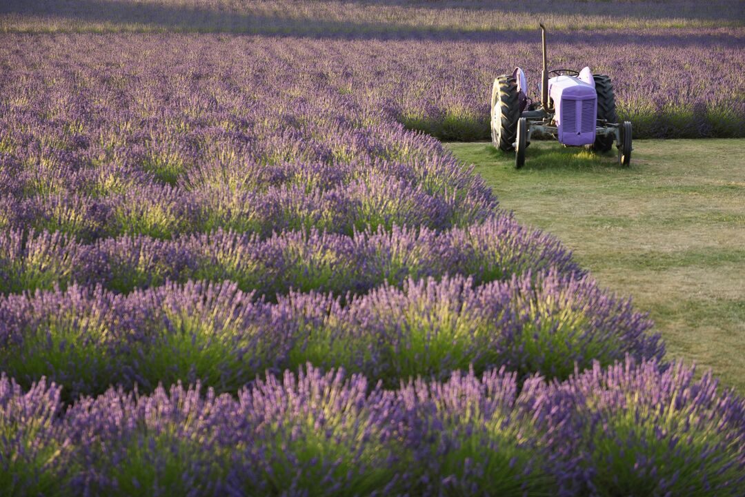 Wanaka lavendar farm 