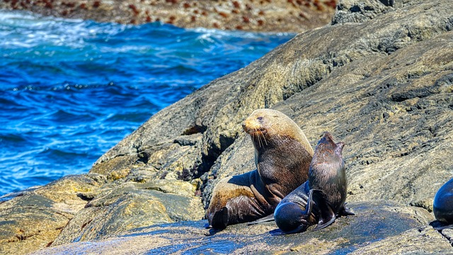 new zealand, seals, fiordland