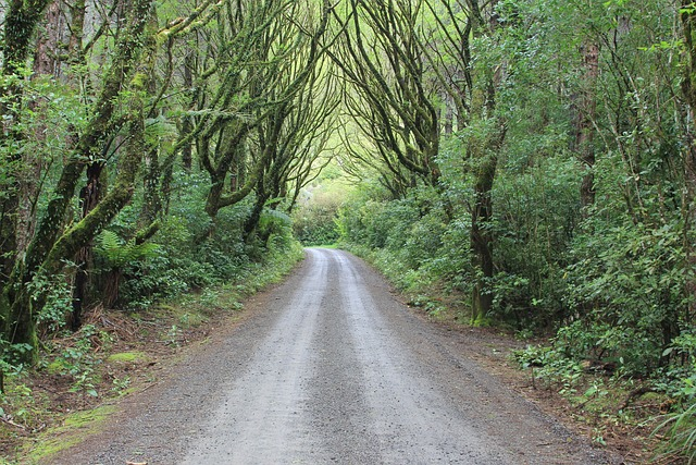 forest, tree, new zealand, slow travel