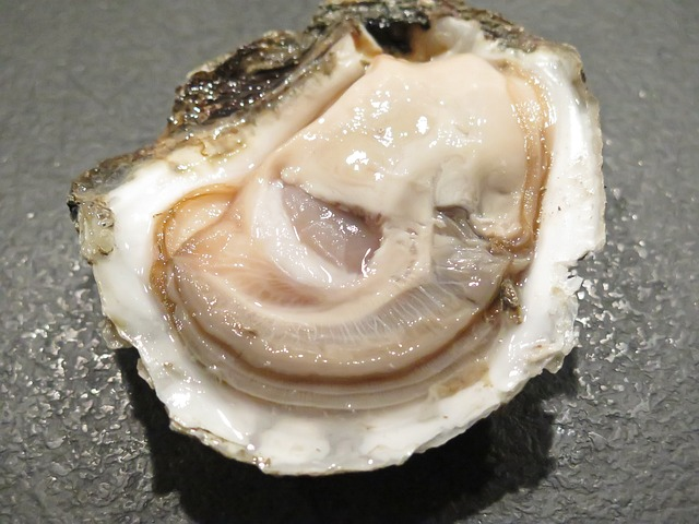 oyster, shellfish, bluff, new zealand