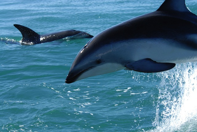dusky dolphin, dolphins, sea