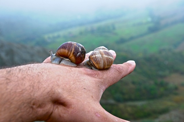 nature, snail, outdoors
